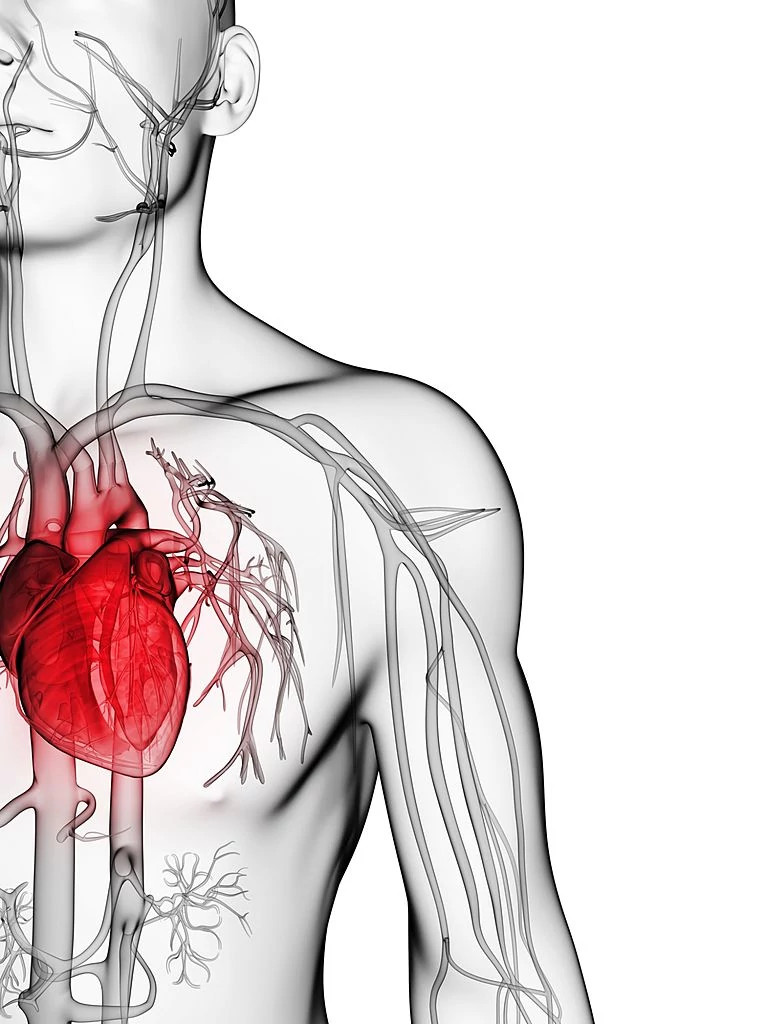 Cardiovascular Cardiovascular