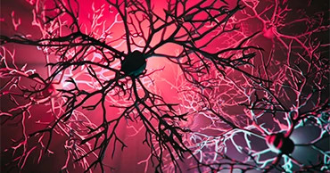 central-nervous-system-graphic