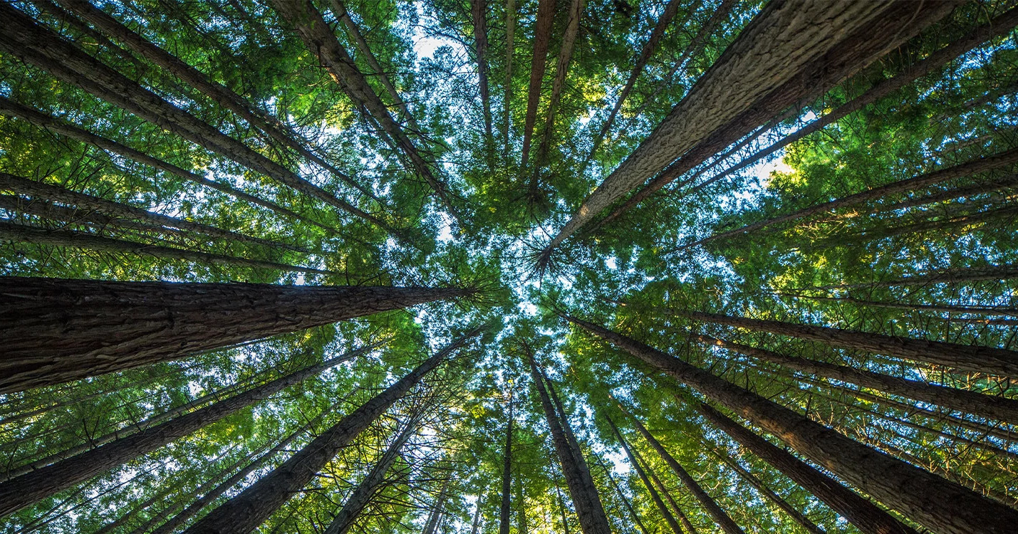 ESG-Report-Home-Page-green_trees