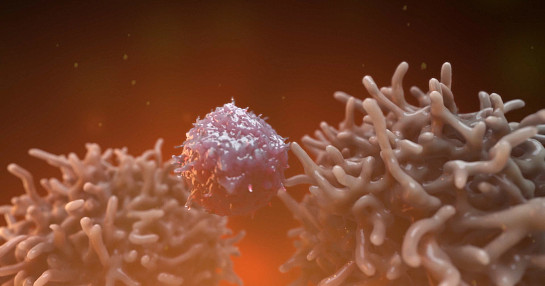 Natural Killer Cells Natural Killer Cells