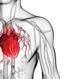 uuid_3efc5ad2-ecdb-4e82-b56e-20ed2306927b_Cardiovascular