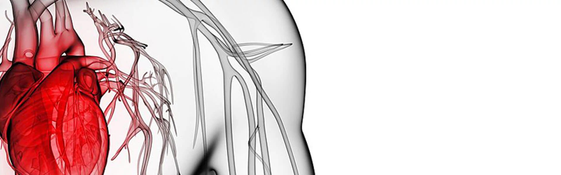 uuid_75bcc976-9eb0-40b3-8cb5-3d05ab659fd7_cardiovascular